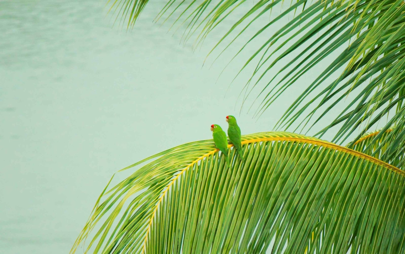 FAUNA DOMÉSTICA NICARAGÜENSE DEL SIGLO XVI