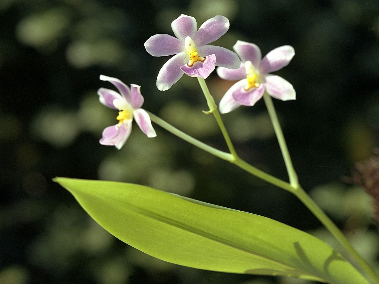 FLORA NICARAGÜENSE EN EL SIGLO XVI