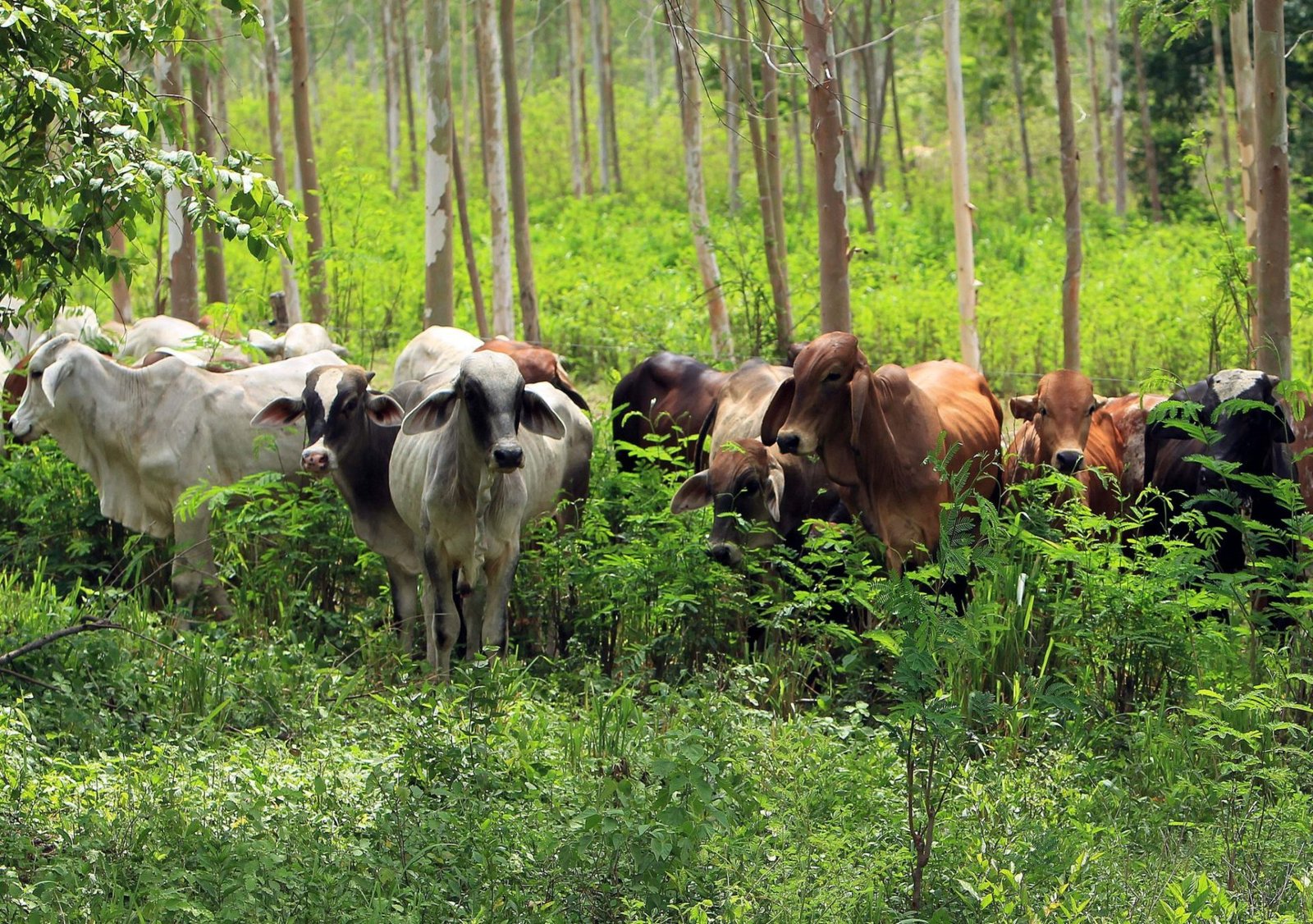 GANADEROS DESTINARÁN EL 20% DE SUS FINCAS PARA LA REFORESTACIÓN NATURAL