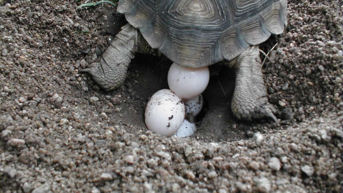 YO NO COMO HUEVO DE TORTUGA; NI USO PRENDA DECAREY