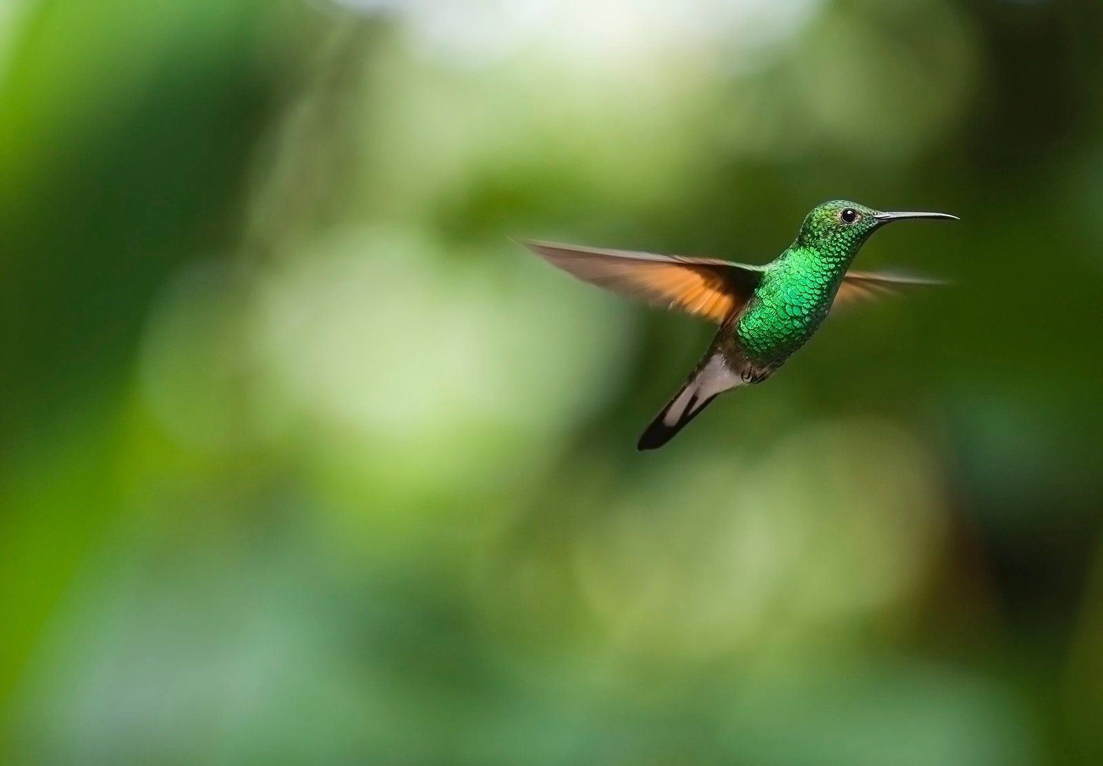 Fábula del Colibrí